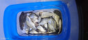 挺派釣魚(yú)酒米打窩米野釣鯽魚(yú)專(zhuān)用聚魚(yú)鯉魚(yú)黑坑藥酒米大打底窩料魚(yú)餌 1.6斤黃色大米 曬單實(shí)拍圖