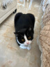 爱丽思IRIS 松木猫砂混合猫砂 5L/2.8kg*6包（整箱装16.8kg） 实拍图