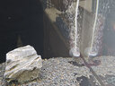 EHEIM德國伊罕氧氣泵小型增氧泵家用增氧機魚(yú)缸養魚(yú)增氧泵3701 3702air 0W 單孔 原裝氣石3701/3702/3704 曬單實(shí)拍圖
