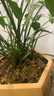 華香園春蘭老八種之一【賀神梅】濃香型蘭花苗室內綠植物不帶花苞 賀神梅3苗裸根發(fā)貨帶花苞 曬單實(shí)拍圖