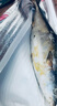 大鲅魚(yú)黃獅魚(yú)海魚(yú)青甘魚(yú)新鮮冷凍鮮活水產(chǎn)深海大魚(yú)馬鮫魚(yú)禮盒裝 18-20斤（一條）禮盒裝 黃金鲅 曬單實(shí)拍圖