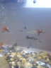AIPHAROW斑馬狗頭魚(yú)潛水艇魚(yú)巧克力娃娃河豚活體淡水麒麟熱帶吃雜螺觀(guān)賞魚(yú) 潛水艇6cm1條 曬單實(shí)拍圖