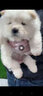 優(yōu)寵奇派松獅犬幼犬活體幼崽純種寵物狗狗松獅犬 寵物級 公 曬單實(shí)拍圖