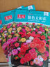 重瓣太陽花種子易活室外庭院花園網(wǎng)紅凍不死花籽四季開花 太陽花種子/包約1萬粒 買二包送一包 曬單實(shí)拍圖