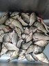 博菲特日本原絲虞美人500米魚線主線海竿線遠投拋磯線尼龍線釣魚線子線 【500米/盤】透明色 2.0號 曬單實拍圖