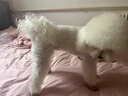 千寵樂寵物剃毛器留毛電推剪貓咪泰迪美容狗狗推子大型犬推毛剪毛神器 雙刀頭套餐（1+3毫米） 曬單實拍圖
