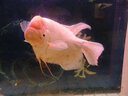 海豚卡麥龜糧20kg大顆粒石龜飼料40斤草龜巴西烏龜飼料種龜料甲魚飼料 主食龜糧20kg 3#龜碌【40蛋白】 曬單實拍圖