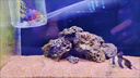 一帆風(fēng)順胭脂魚苗活體淡水養(yǎng)殖招財風(fēng)水魚新手好養(yǎng)耐活魚缸清潔工具魚清道夫冷水觀賞魚 2條4-6厘米胭脂魚苗【送1條防損】 曬單實拍圖