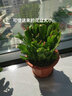 凝慧 蟹爪蘭原盆原土帶花苞帶盆栽好當年開(kāi)花室內植物綠植盆栽 曬單實(shí)拍圖