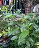 夜來(lái)香盆栽花樹(shù)苗老樁帶花苞室內外驅蚊花卉植物庭院陽(yáng)臺四季易活 3年苗夜來(lái)香+不含盆+送肥料 曬單實(shí)拍圖