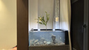 森森2024新品魚(yú)缸水族箱溪流缸底過(guò)濾超白玻璃南美原生缸生態(tài)魚(yú)缸 純白色(燈架款）頂配過(guò)濾槽+沉淀倉 靠墻款長(cháng)99*寬48*缸高40/柜高85cm 曬單實(shí)拍圖