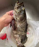 豪客仕石斑魚(yú)野外生長(cháng)海捕龍膽珍珠斑 老虎斑生鮮魚(yú)類(lèi)海鮮smzdm 凈重 4斤 【1-1.5斤/條 】 深海石斑魚(yú) 曬單實(shí)拍圖
