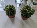 種花迷多色蟹爪蘭花苗盆栽當(dāng)年開四季開花重瓣螃蟹抓蓮好養(yǎng)易活室內(nèi)花卉 原盆土25-30棵國旗紅/當(dāng)年開花 不含盆 曬單實(shí)拍圖