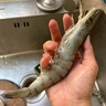 海澤鮮 帝王蟹禮盒生鮮大禮包 波士頓龍蝦高檔海鮮禮盒 【12種海鮮約12斤】至尊大套餐 曬單實(shí)拍圖