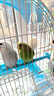 墨魚骨片打磨脫鹽鸚鵡鳥類寵物用品磨牙啃咬玩具中藥材海螵蛸 6-8厘米兩個(gè) 曬單實(shí)拍圖