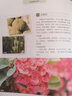 2冊(cè) 多肉植物完全圖鑒+多肉植物這樣養(yǎng) 多肉植物組合盆栽綠植常見(jiàn)多肉鑒賞養(yǎng)護(hù)指南花卉養(yǎng)殖多肉種植盆景制書(shū)籍 多肉植物完全圖鑒+多肉植物這樣養(yǎng)(全兩冊(cè)) 曬單實(shí)拍圖