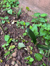 種花迷四季君子蘭盆栽君子蘭花小苗花卉植物室內(nèi)易活綠植水培好養(yǎng)不含盆 【君子蘭3棵裝】3-4片葉+生根粉 曬單實(shí)拍圖