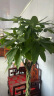 叹为观止大型植物发财树各种大颗盆栽开业乔迁客厅办公室内好养大型花卉 辫子发财树【1.7-1.8米】 含盆 实拍图