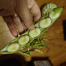 云南現摘新鮮蠶豆5斤農家帶殼生本地羅漢蘭花胡豆青豆莢蔬菜整箱 3斤 曬單實(shí)拍圖