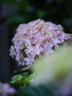 鑫意無(wú)盡夏繡球花種子適合室外播種四季開(kāi)花多年生盆栽庭院種植花籽 玉石繡球種子100粒+肥 曬單實(shí)拍圖