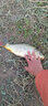 恒冠恒冠釣箱30升新款臺釣箱平蓋臺釣超輕釣魚(yú)箱加厚競技可坐漁具裝備 A款紅色標準套餐 曬單實(shí)拍圖