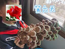 【香菇菌棒】食用菌平菇蘑菇種植菌包出口優(yōu)級趣味家庭陽(yáng)臺種植 香菇菌棒1根【40*10厘米】 袋裝 曬單實(shí)拍圖