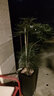手耕田造型孔雀木綠植網(wǎng)紅盆栽辦公室內(nèi)好養(yǎng)客廳大型落地觀葉植物吸甲醛 飄枝孔雀木1.2-1.4米-原生膠盆 曬單實拍圖
