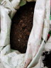 通用花土泥大包有机营养种菜养花种花专用种植土壤绿萝多肉泥炭土 20斤通用营养土升级杀菌透气型 实拍图