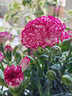康乃馨盆栽帶花苞四季花卉室內(nèi)花陽臺石竹觀花植物好養(yǎng)易活大花苗 大紅色(帶花苞四季開花)送肥料 含盆 曬單實拍圖