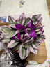 種花迷油畫(huà)婚禮吊蘭大棵多肉錦紫露蘭桌面花卉室內陽(yáng)臺綠植盆栽水培 新娘油畫(huà)婚禮5-7棵 曬單實(shí)拍圖