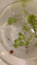 浮萍水草養(yǎng)魚(yú)養(yǎng)龜凈化水質(zhì)水芙蓉魚(yú)缸造景裝飾真水草水培植物好養(yǎng) 水芙蓉2顆（小規(guī)格） 曬單實(shí)拍圖