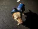 ISPET狗狗雨衣中大型犬宠物雨衣柴犬金毛拉布拉多柯基萨摩耶雨披 蓝色 2XL 实拍图