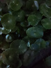 帶葉銅錢(qián)草水培植物室內盆栽客廳桌面水養綠植花卉z6 原土3盆【100根莖帶葉發(fā)貨不含盆】 含盆 曬單實(shí)拍圖