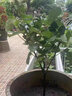臨雅無花果樹果苗帶果盆栽波姬紅南北方四季種植特大果芭勞奈耐寒地栽 無花果混苗 1棵30-50cm-當(dāng)年結(jié)果 曬單實(shí)拍圖
