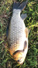 博菲特日本原絲虞美人500米魚線主線海竿線遠(yuǎn)投拋磯線尼龍線釣魚線子線 【500米/盤】透明色 3.0號 曬單實拍圖