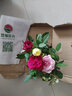 迷你玫瑰花苗盆栽室內(nèi)花卉植物微型小月季多色D7 一盆三色【顏色隨機】 不含盆 曬單實拍圖