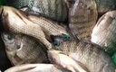 祥釣翁羅非魚餌料野釣通殺秋冬季黑坑專用神器不開口的顆粒窩料餌料通殺 買3送2【拉到手抽筋】可試用 曬單實(shí)拍圖