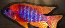 瀚幻三湖慈鯛中大型活體熱帶觀賞魚馬鯛伊巴卡藍(lán)六間非洲王子藍(lán)面財(cái)神 火鳥8-10 cm 1條 曬單實(shí)拍圖