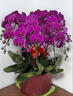 Only you【2小時(shí)達】蝴蝶蘭帶花苞花劍花盆真花蘭花盆栽開(kāi)業(yè)喬遷年宵花 16株紫色（瓷盆隨機） 曬單實(shí)拍圖
