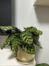 晨際幸運玫瑰女神竹芋彩葉植物室內綠植盆栽?xún)艋諝饷烙^(guān)喜陰觀(guān)葉植物 孔雀竹芋特價(jià)1盆 原盆原土 曬單實(shí)拍圖