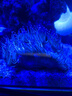 興國海（Singoseafarm）尼羅河活體珊瑚 小丑魚(yú)共生海水魚(yú)缸觀(guān)賞 快遞包活lps珊瑚興國海 尼羅河5-6cm 曬單實(shí)拍圖