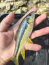 釣魚(yú)王溪流釣線(xiàn)組白條馬口石斑鳑鲏?mèng)~(yú)線(xiàn)七星漂魚(yú)鉤成品 2卷線(xiàn)組+5付鉤 曬單實(shí)拍圖