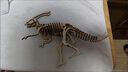 齊峰3d立體拼圖積木玩具擺件恐龍模型木質(zhì)兒童成人拼插動(dòng)物diy禮物 恐龍10款 曬單實(shí)拍圖