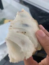 覓百果【順豐】臺灣牛奶鳳梨釋迦果當季新鮮熱帶水果超甜番荔枝佛頭果 牛奶釋迦5斤大果【7-9個(gè)】 曬單實(shí)拍圖