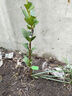 草木旺番石榴苗嫁接四季無(wú)籽臺灣紅心胭脂紅寶石芭樂(lè )白心番石榴果樹(shù)苗 嫁接少籽紅寶石芭樂(lè )苗 2年苗 高度：60公分左右 曬單實(shí)拍圖
