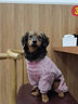 狗狗四腳衣服寵物泰迪比熊小型犬狗狗衣服秋冬季四腳珊瑚絨衣牽引 粉色+_1.2米牛仔繩 L（約適合6-7斤） 曬單實(shí)拍圖