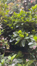 虹越（HONGYUE）安酷杜鵑花大苗多季開(kāi)花 庭院造景花園多年生易養護常綠花卉植物 【中大苗】“云隙陽(yáng)光” 3加侖 曬單實(shí)拍圖