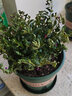 意軒滿(mǎn)天星盆栽 花草植物花卉綠植室內花四季開(kāi)花不斷盆景觀(guān)花 滿(mǎn)天星一整盆【不含盆】+肥料 曬單實(shí)拍圖