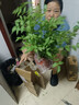 瑯闕凌霄花樹(shù)苗爬藤墻植物庭院綠植苗木攀援攀爬花卉 粉色190源頭直發(fā) 曬單實(shí)拍圖