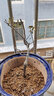 長壽冠海棠盆栽帶花苞重瓣耐寒陽臺花卉室內(nèi)盆景綠植老樁D7 三年長壽冠海棠 曬單實拍圖